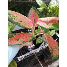 Aglaonema Chang Daeng (Big leaf) 12