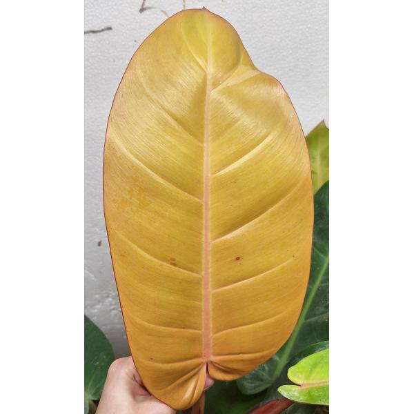 Филодендрон Принц оранжевого / Philodendron Prince Of Orange