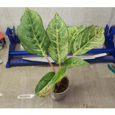 Aglaonema P-33 Lucky Green pot