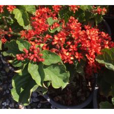 Clerodendrum splendens 'Pure Red' 63