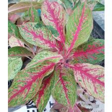 Aglaonema MongkolManee - green A-58