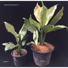 Spathiphyllum Spilt Milk (No.1)(S 591
