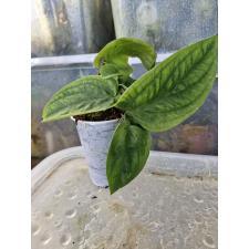 rhaphidophora korthalsii зеленая стакан 750р