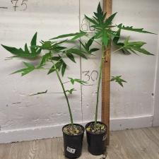 Папайя гибрид зеленая/ papaya sp hybrid green (M)
