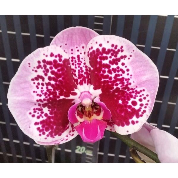 Фаленопсис ‘Мики Корал Баттерфляй’ / Phal. Miki Coral Butterfly