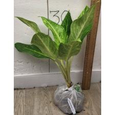 Аглаонема Сан дроп / Aglaonema Sun drop A-38