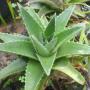 Dyckia platyphylla (wide leaf) (Bromeliad) 69