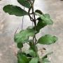 Hoya waymaniae No.1 Orange 234