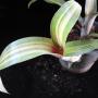 Billbergia 'Georgia' (Bromeliad) 38
