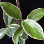 Hoya carnosa ' Krimson Queen '          40