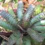 Neoregelia Hannibal Lector (Bromeliad) 213
