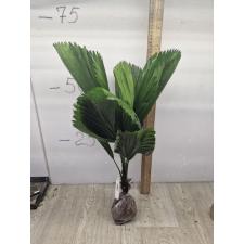 Licuala grandis (Palm) 151