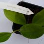 Hoya neo-caledonica             494