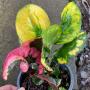 Codiaeum Boh Ploy.