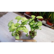 Syngonium Pixie 7 cm pot