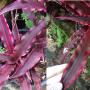 Cryptanthus (T01)(pink margin leaf).