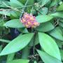Hoya davidcummingii             69