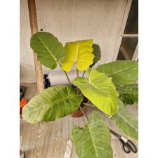Philodendron Moonlight x serratum pot  2200p