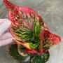 Codiaeum Ngarm Charoen.