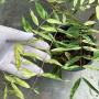 Senna siamea variegated (grafted)