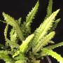 Diplazium sp.(T01)(Philippines).
