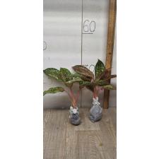 Aglaonema 20 Karat A-2