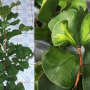 Ficus triangularis (yellow variegated)