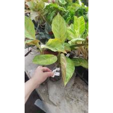 Aglaonema hybrid (T06)  20