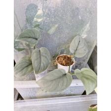 Scindapsus Platinum s pot 500p