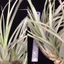 Tillandsia vernicosa (Tall form).