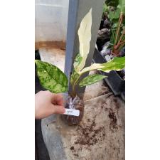 Aglaonema commutatum 'Bangkok Dream 11