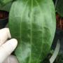 Hoya polystachya (Indonesia)            306