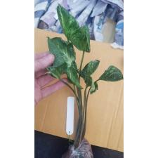 Syngonium Money Cup 'Godzilla' 218
