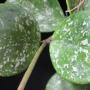 Hoya obovata 'Splash'           721