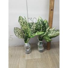 Aglaonema world heritage A-111