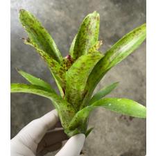 Neoregelia Cheers (Bromeliad) 338/1