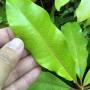 Cerbera odollam (Golden leaf)