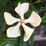 Gardenia vietnamensis