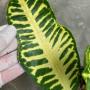Codiaeum Mosaic (yellow).
