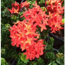 Ixora hybrid Hindu Rope 130
