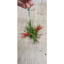 tillandsia ionantha red 300р