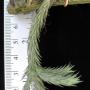 T. tricholepis Rope Type (close form) (S) 266
