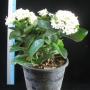 Ixora sp.(T20) white flower and obtuse leaf apex