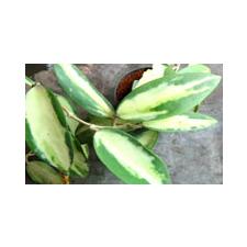 Hoya acuta (white variegated) /S.7) EPC-175