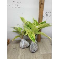 Aglaonema Green A-83