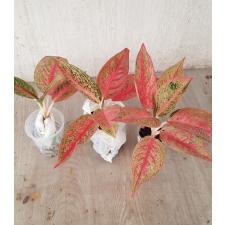 Aglaonema P-9 Ruay Lonfa pot