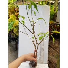 Tabernaemontana divaricata 'Splash' 298/1