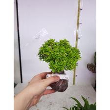 Murraya micro (golden leaf)