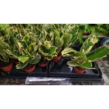 Кодиеум Эбурнеум Копстек / Codiaeum Eburneum Kopstek