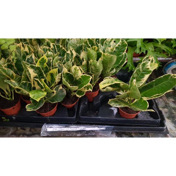 Кодиеум Эбурнеум Копстек / Codiaeum Eburneum Kopstek